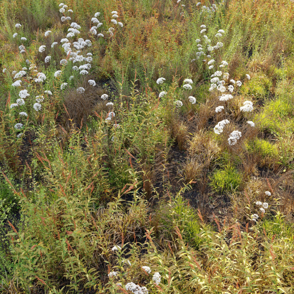Meadow 10
