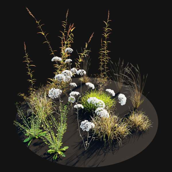 Meadow 10