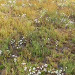 Meadow 10