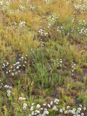 Meadow 10