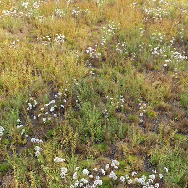 Meadow 10