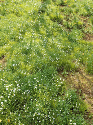 meadow-3-3d-model-max-fbx