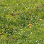 Meadow 3 dandelion in grass