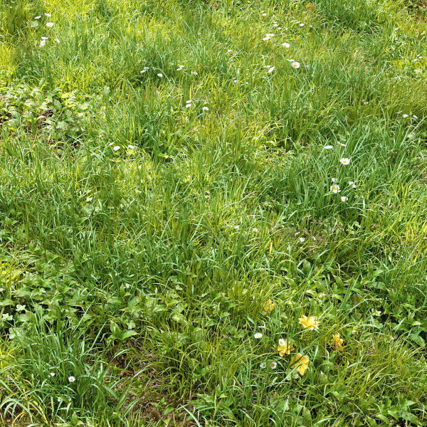 Meadow 3 dandelion in grass