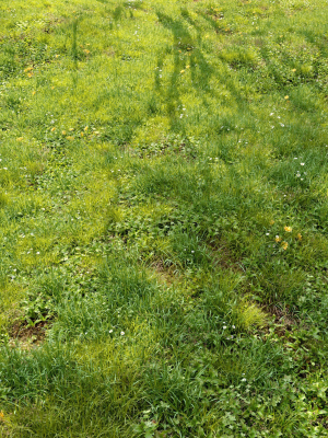 Meadow 3 dandelion in grass