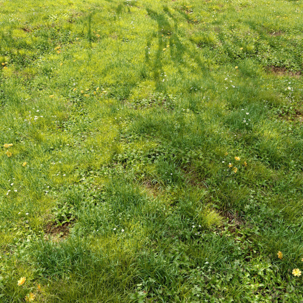 Meadow 3 dandelion in grass
