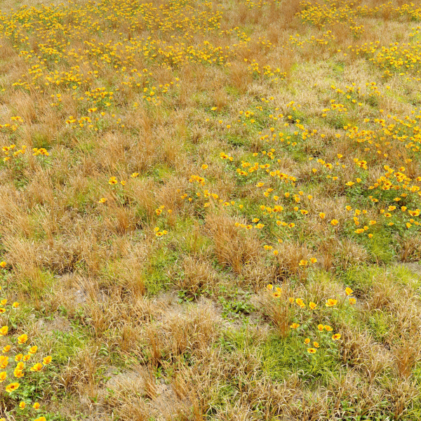 Meadow 5 field of wildflowers