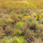 Meadow 5 field of wildflowers