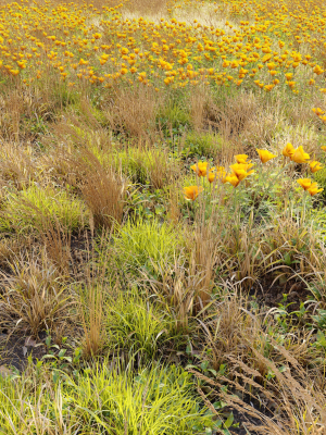 Meadow 5 field of wildflowers