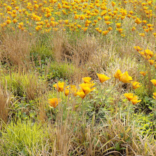 Meadow 5 field of wildflowers