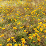 Meadow 5 field of wildflowers