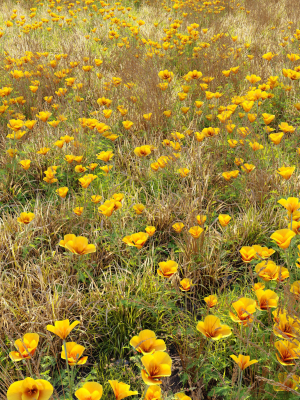 meadow-5-field-of-wildflowers-3d-model-db6077e933