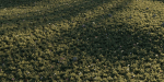 Meadow Grass 02