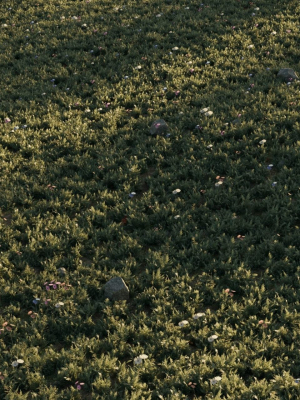 meadow-grass-02-3d-model-max-obj