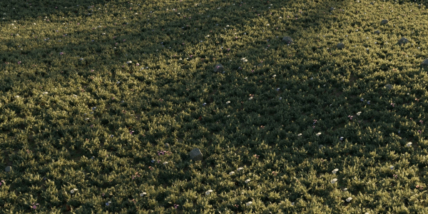 Meadow Grass 02