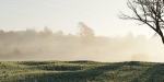Meadow Grass 02