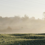 Meadow Grass 02