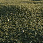 Meadow Grass 02