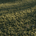 Meadow Grass 02