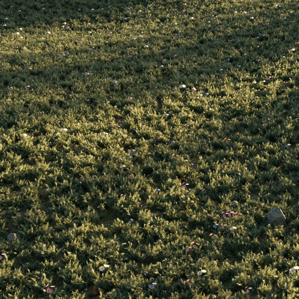 Meadow Grass 02