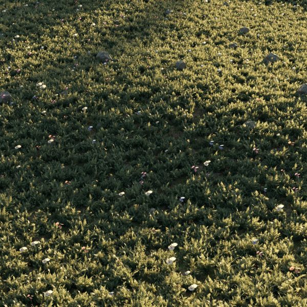 Meadow Grass 02