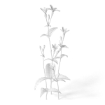Meadow Plant White Campion
