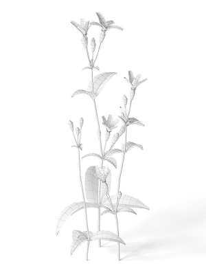 meadow-plant-white-campion-3d-model-max-obj-fbx-c4d-blend-uasset