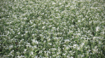 Meadow Plant White Campion