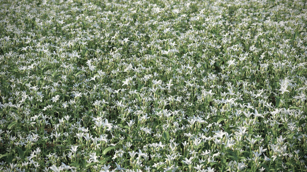 Meadow Plant White Campion