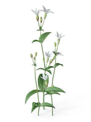 Meadow Plant White Campion