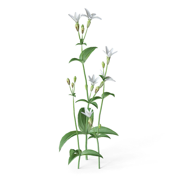 Meadow Plant White Campion