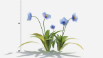 Meconopsis flowers in pot