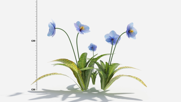 Meconopsis flowers in pot