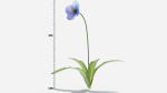Meconopsis flowers in pot