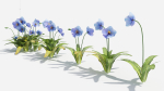 Meconopsis flowers in pot