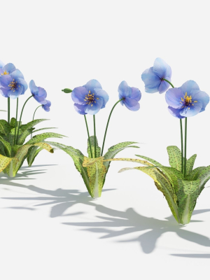 Meconopsis flowers in pot