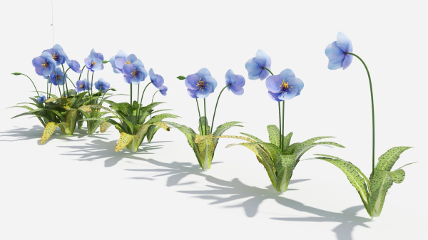 Meconopsis flowers in pot