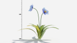 Meconopsis flowers in pot