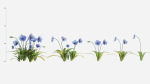 Meconopsis flowers in pot