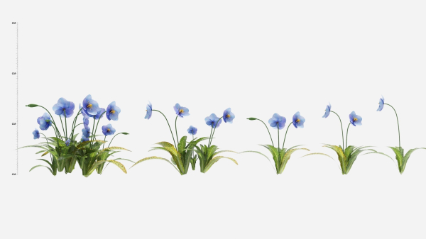 Meconopsis flowers in pot