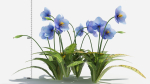 Meconopsis flowers in pot