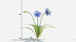 Meconopsis flowers in pot