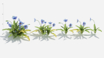 Meconopsis flowers in pot