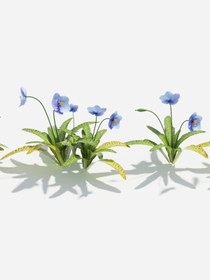 meconopsis-flowers-in-pot-3d-model-d9df12c145