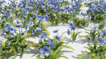 Meconopsis flowers in pot
