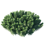 Mediterranean Spurge 03