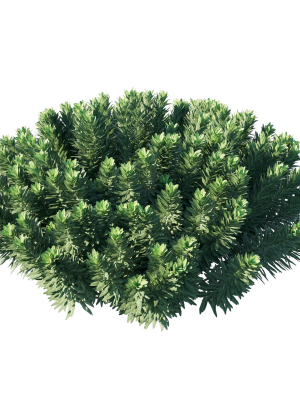 mediterranean-spurge-03-3d-model-46b62a51ef