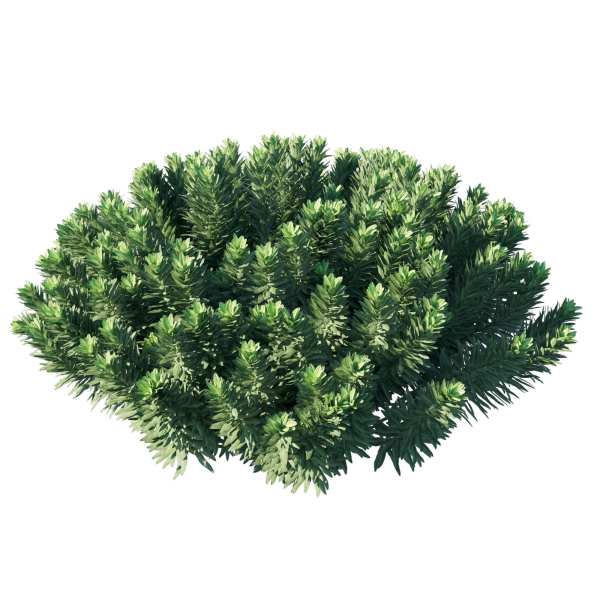 Mediterranean Spurge 03