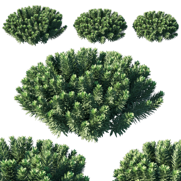 Mediterranean Spurge 03