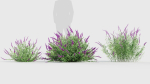 Mexican Bush Sage Salvia leucantha